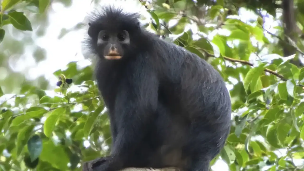 Новый вид обезьян, признанный Colobus congoensis.
