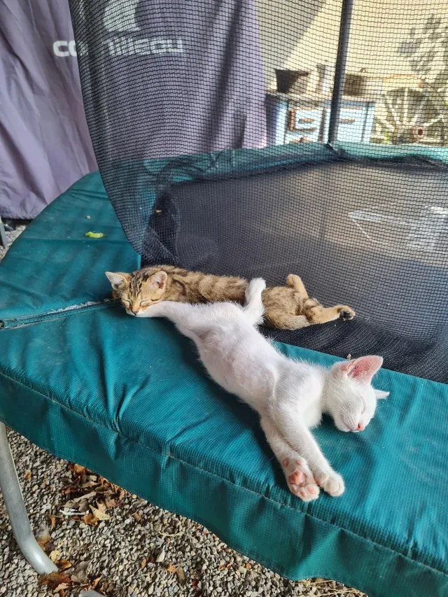 «Заряжаются на солнышке».