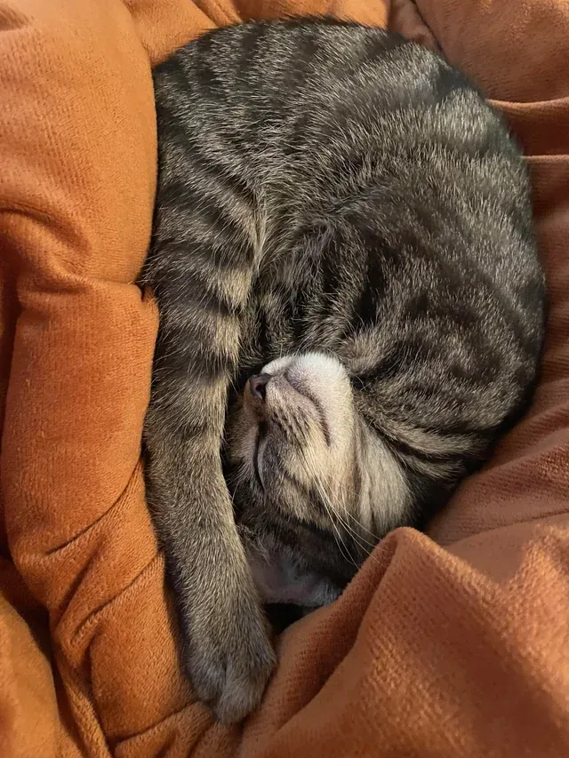 «Ему, наверное, удобно».