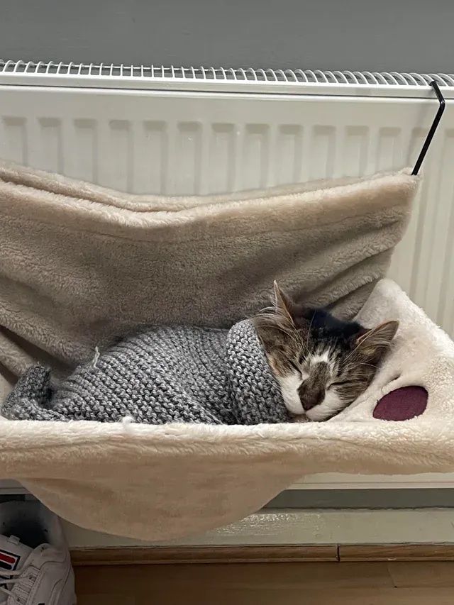 «Марли любит быть укутанным».