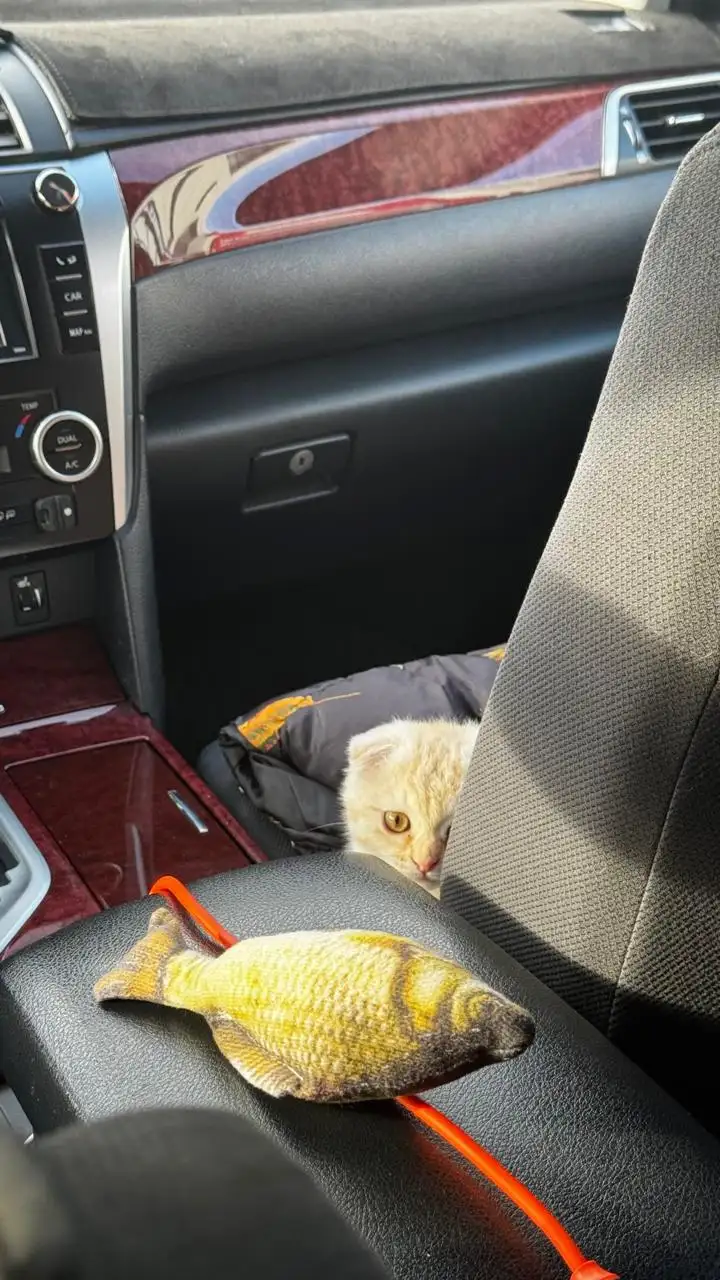 Тот самый очаровательный попутчик.