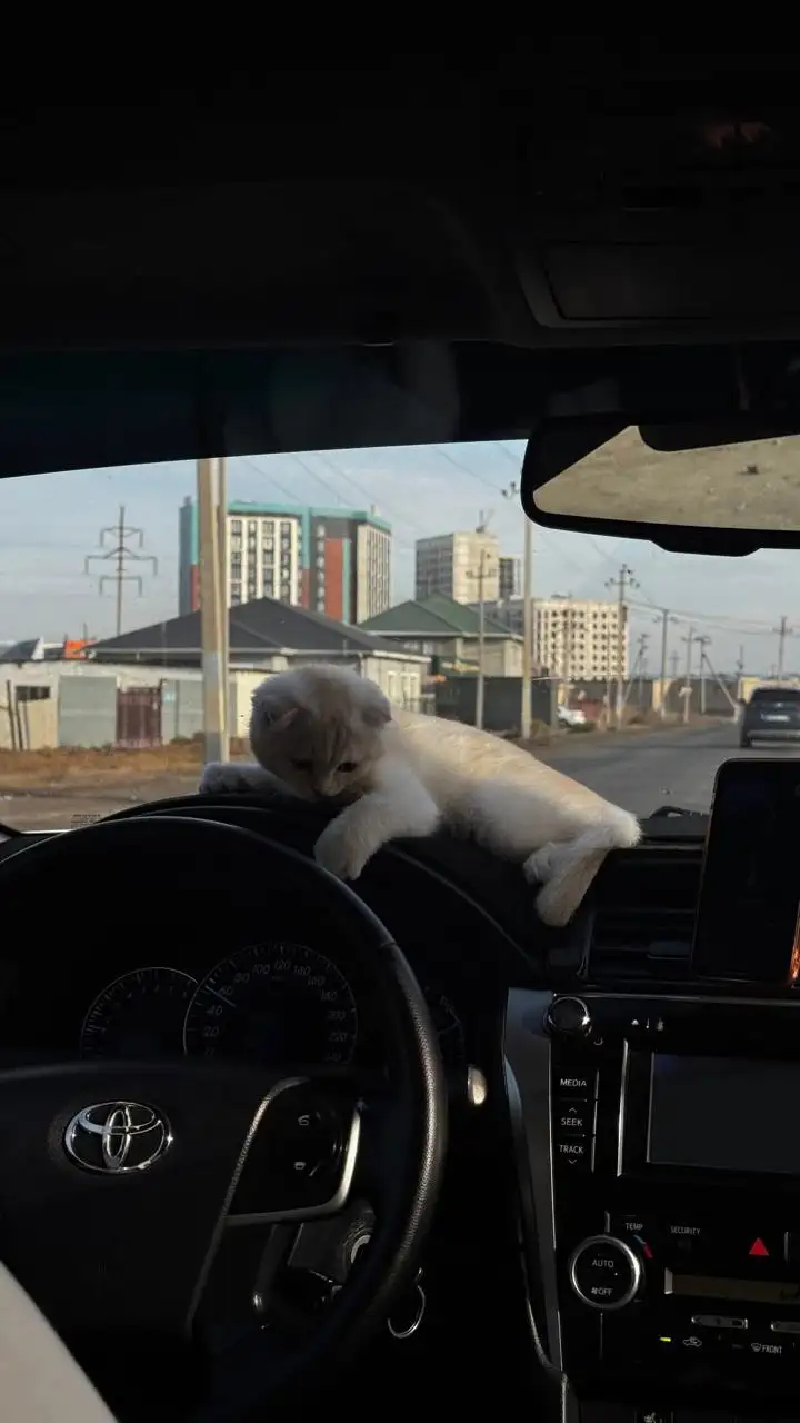 В итоге это стало главным конкурентным преимуществом таксиста.