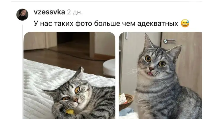 Люди в соцсетях собрали подборку самых смешных фото питомцев