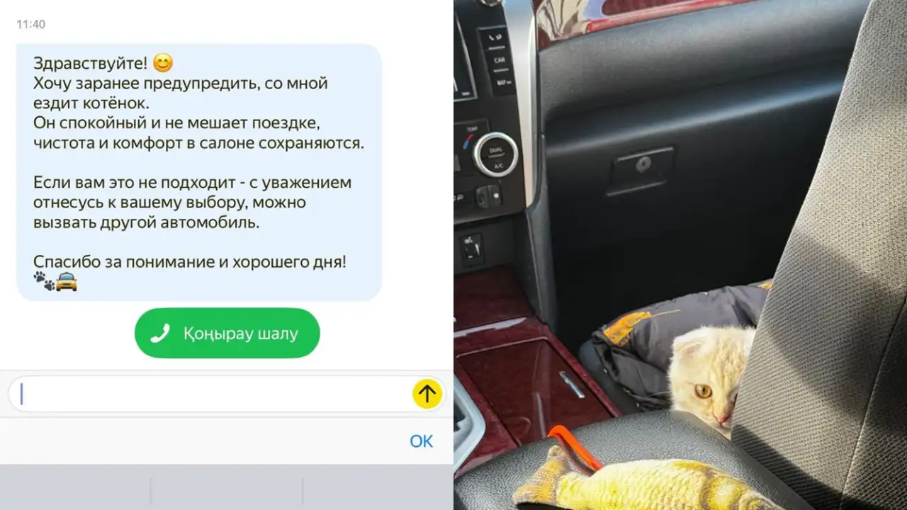 В Казахстане таксист работает с котенком.