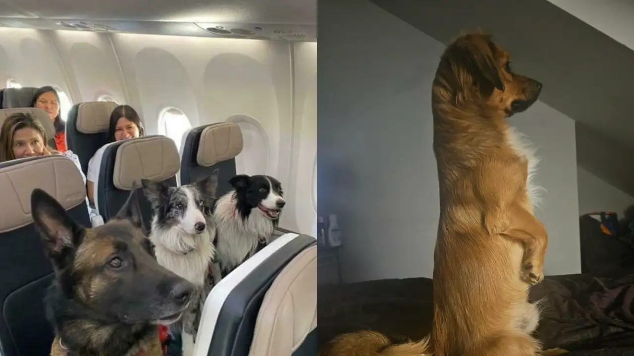 Милые собаки.