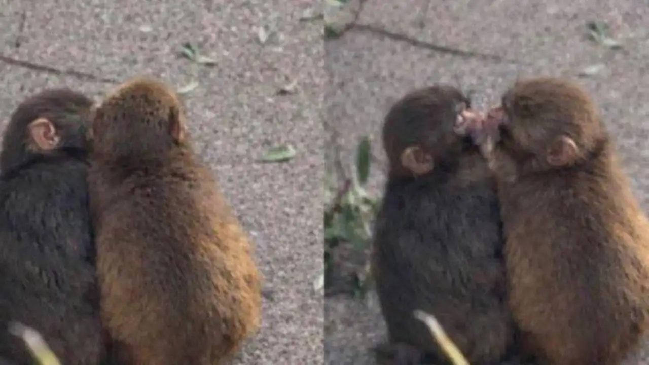 Панч и его новая подружка.