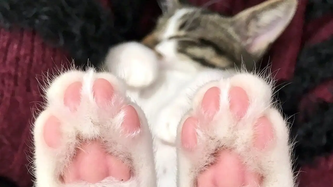 Кошачьи лапки.