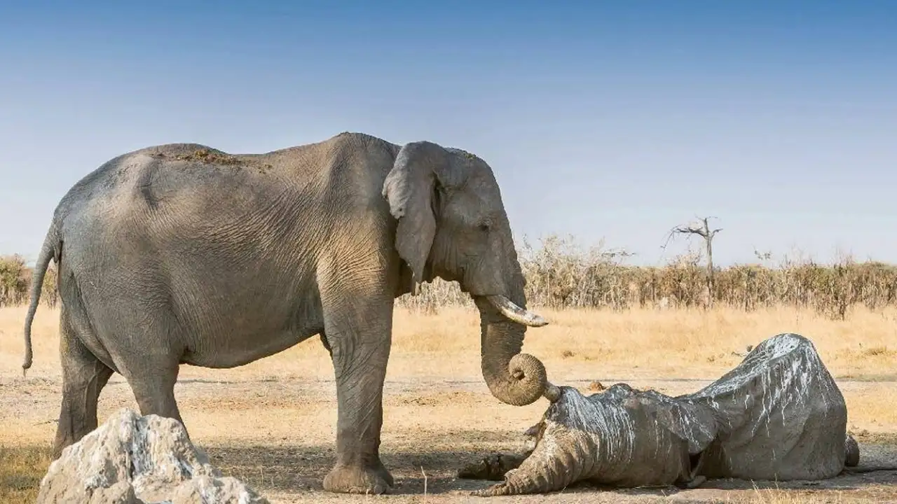 Слон около умершего сородича.
