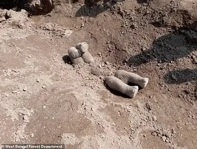 Слоны закапывают сородичей вверх ногами.