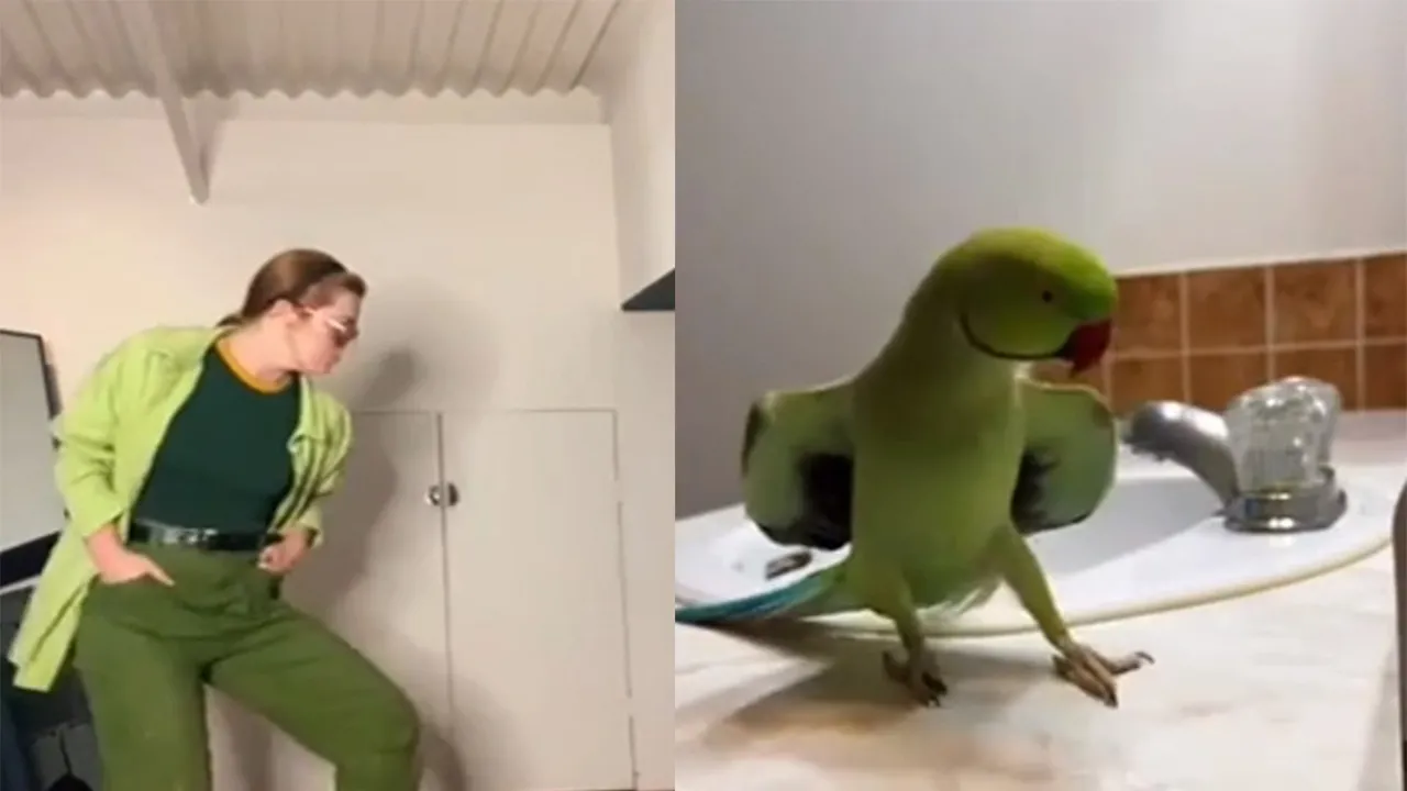  Девушка повторила танец попугая.