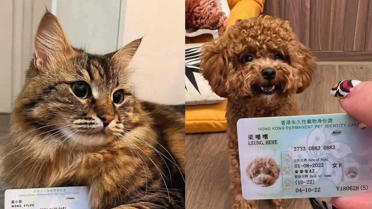 Питомцы со своими паспортами.