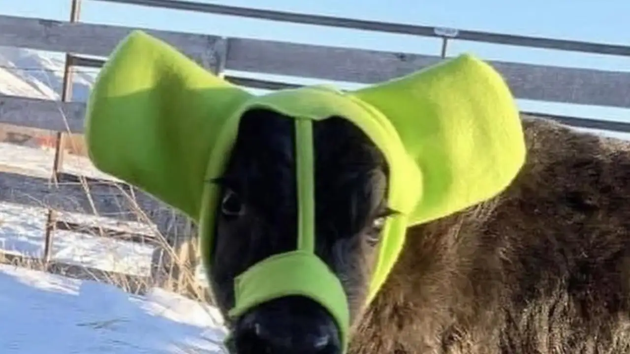 Телёнок в шапочке.