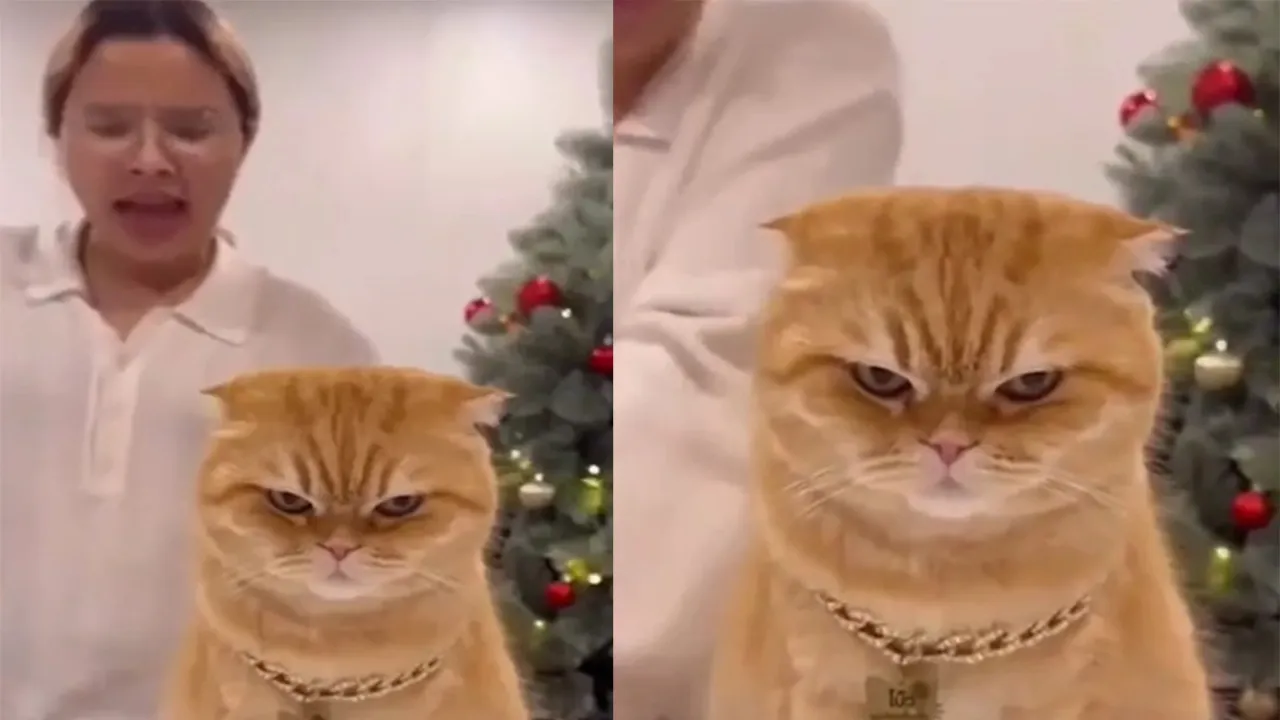 Недовольный кот.