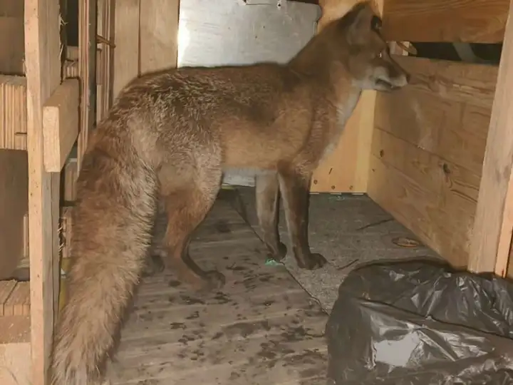Лису обнаружили внутри грузового судна. Лису обнаружили внутри грузового судна.