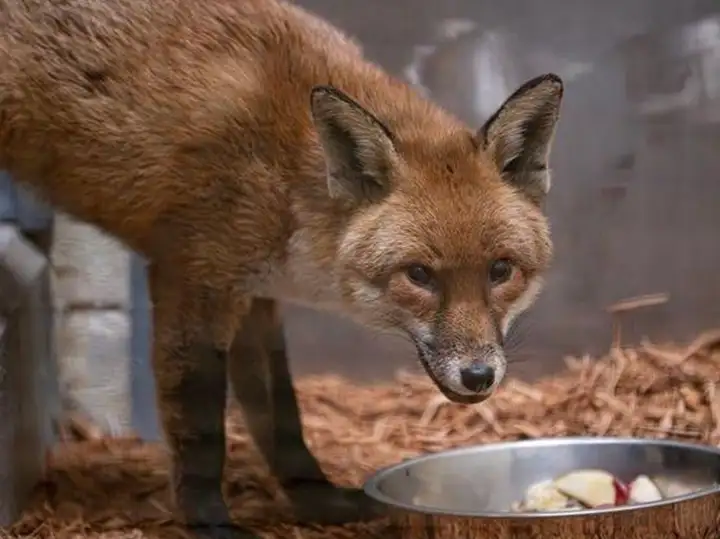 Сейчас с животным всё хорошо - он в карантине в Бронксском зоопарке. Сейчас с животным всё хорошо - он в карантине в Бронксском зоопарке.