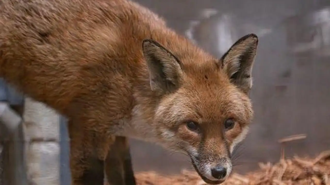 Лис, который путешествовал из Англии в Америку.