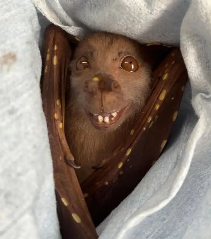 Летучая мышь. Летучая мышь.