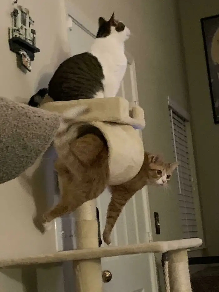 Когда твой толстый брат застрял в туннеле кошачьей башни, но по ТВ идет твое любимое шоу.