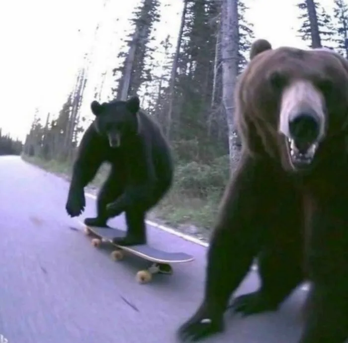 Медведи-скейтеры.