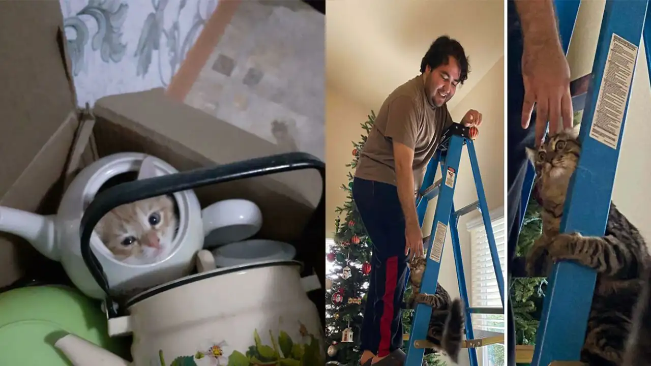 Пушистые балбесы, попавшие в ловушку из-за своего любопытства.