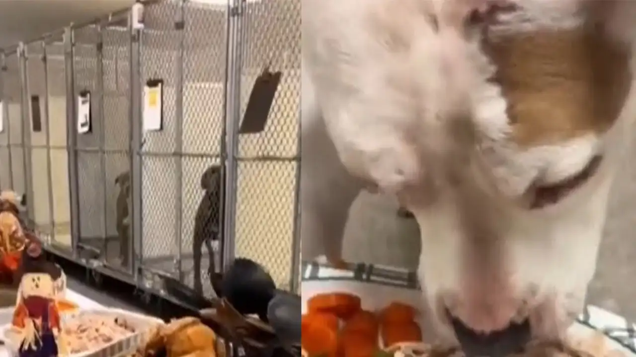 Ужин в приюте в честь Дня благодарения.