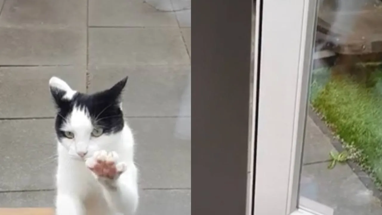 Кот стучится в дверь.