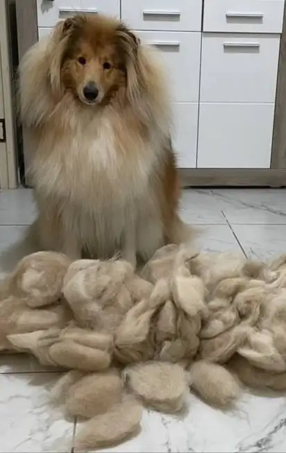 Колли после того, как её вычесали. Колли после того, как её вычесали.