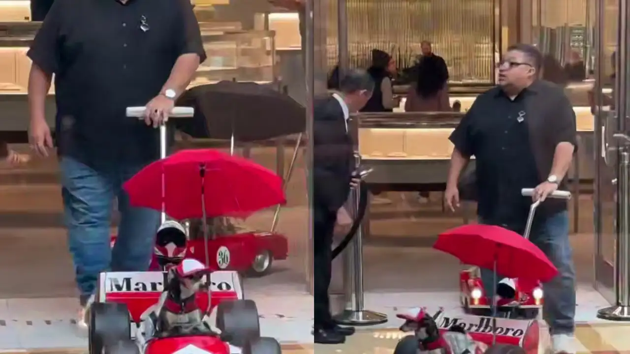 Собачки на мини-версиях машин из «Формулы 1».