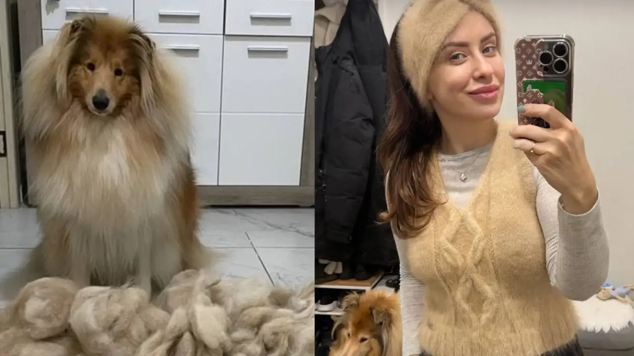 Девушка связала жилетку и повязку из шерсти колли.