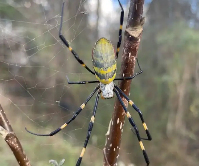 Хотя эти пауки ядовиты, кусают они неохотно. Хотя эти пауки ядовиты, кусают они неохотно.