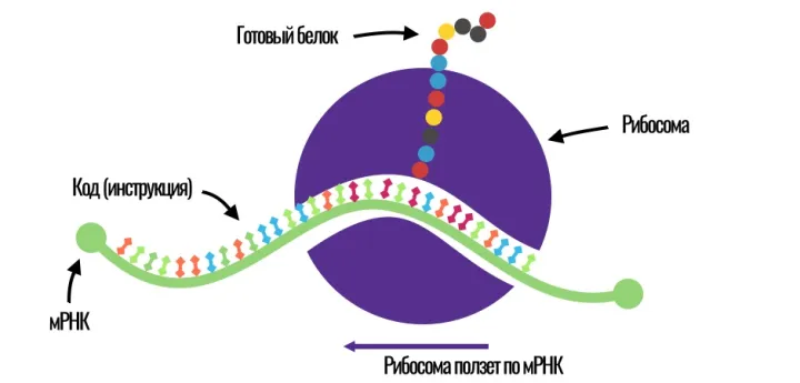 Механизм действия мРНК-вакцины.