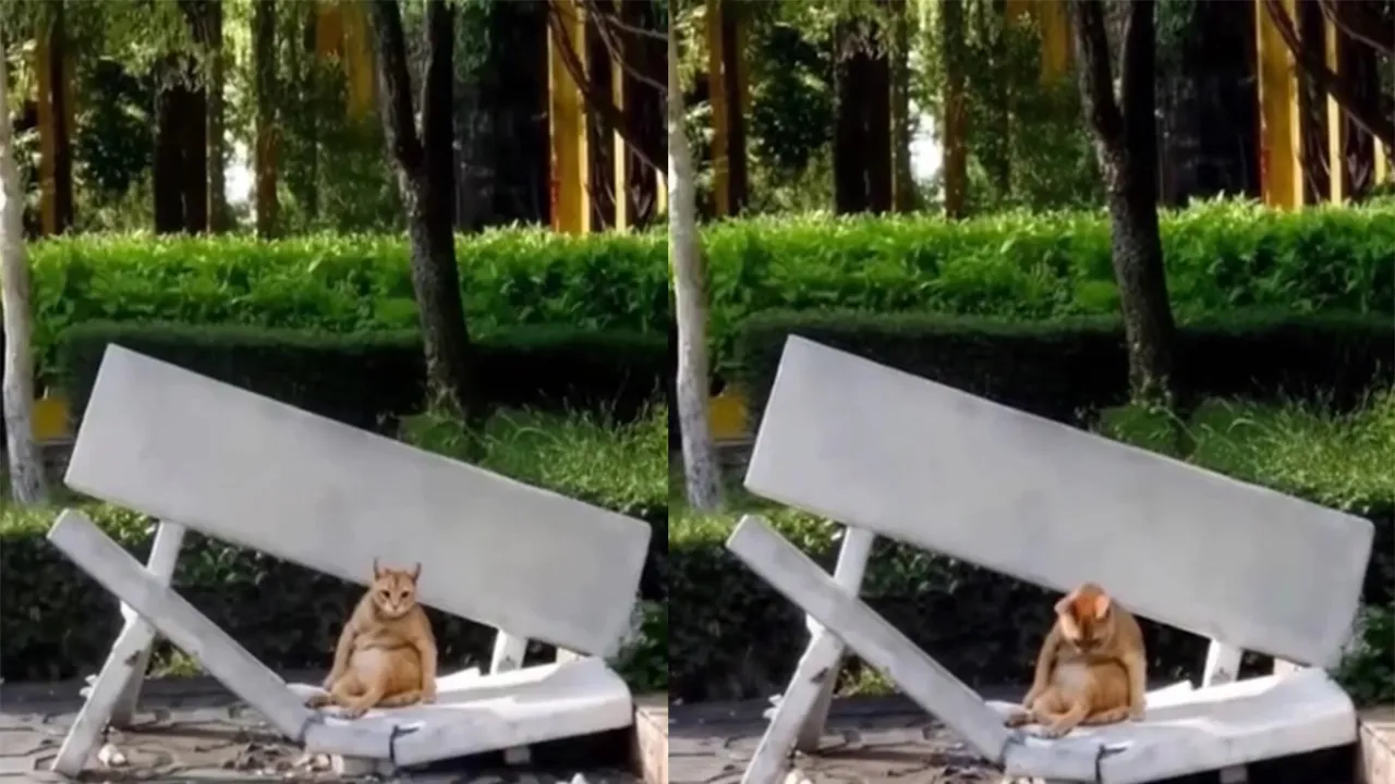 Пухлый кот.