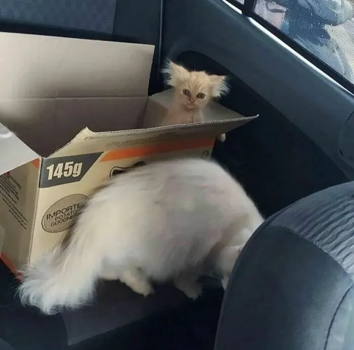 Гизмо, ты ли это?