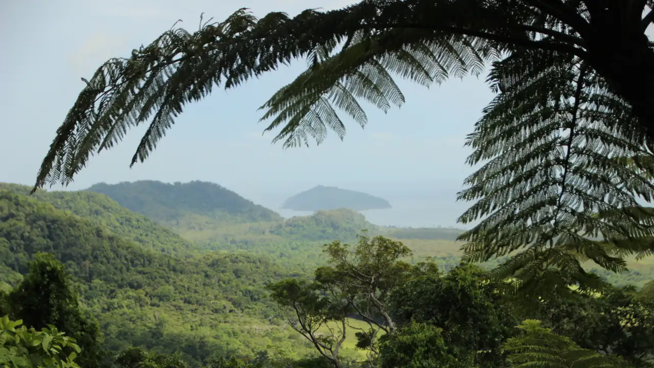Тропические леса.