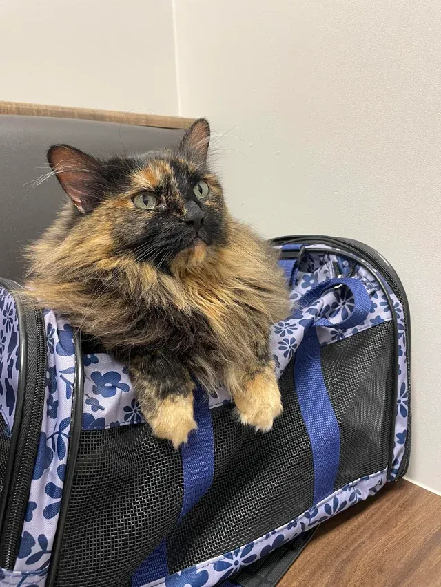 «Моя девочка, которую совершенно не беспокоит поездка к ветеринару из-за инцидента с курицей-гриль». 