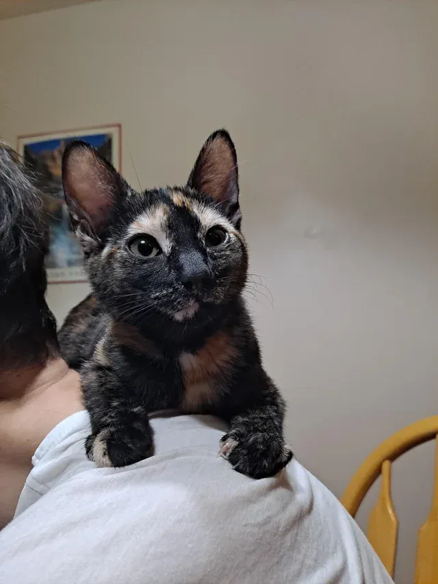 «Ее утренняя рутина котенка заключается в том, чтобы залезть на плечо и потребовать, чтобы я ее погладила». 