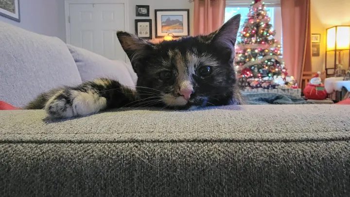 «Я нашел несколько детских фотографий моего Зузу». 