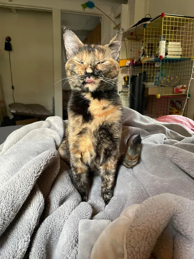 «Почему моя кошка такая?» thedrowningfishh