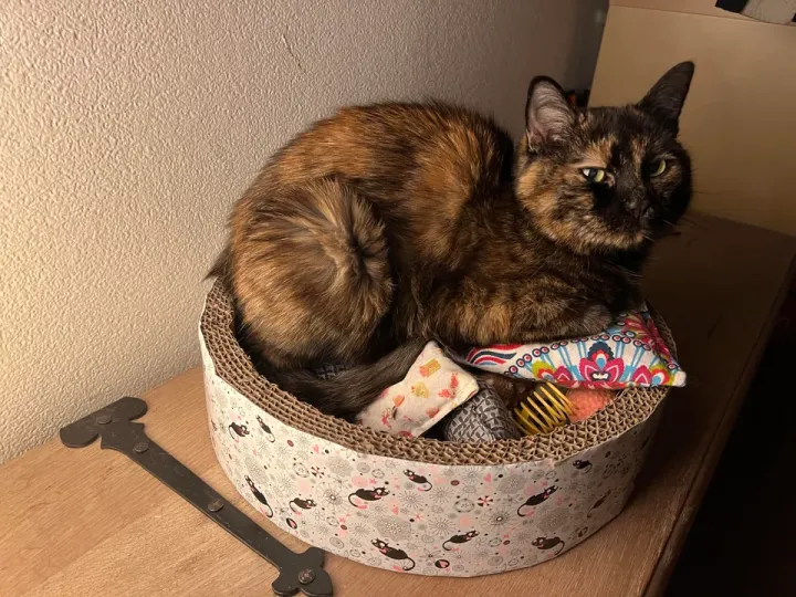 «У нас три кота. Но все игрушки принадлежат ей. Здесь она производит впечатление Смауга».