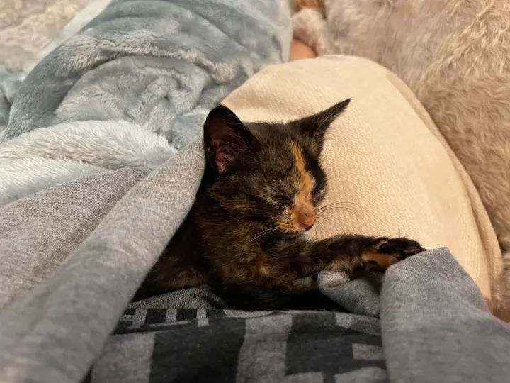 «Калипсо, наш спасенный котенок».