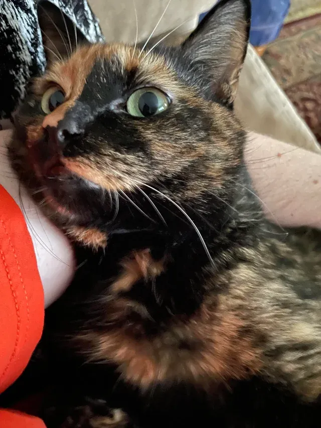 «Я сейчас в отпуске, и мой сосед прислал мне фото моего кота». 