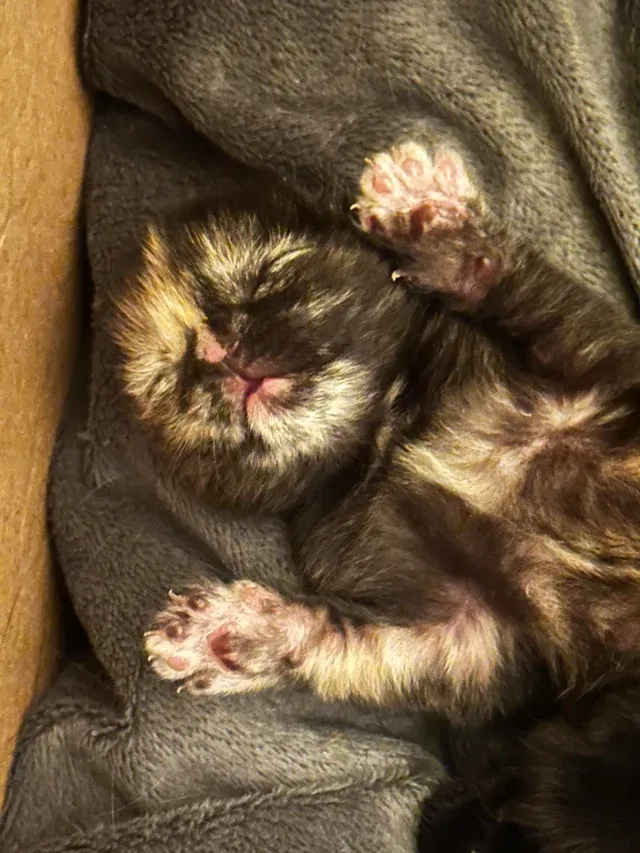 «Маленькая черепашка». 