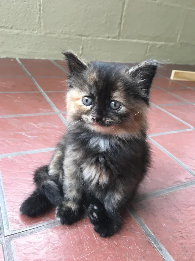 «Поздоровайтесь с моей черепашкой, Келсо!» DominickBecker4