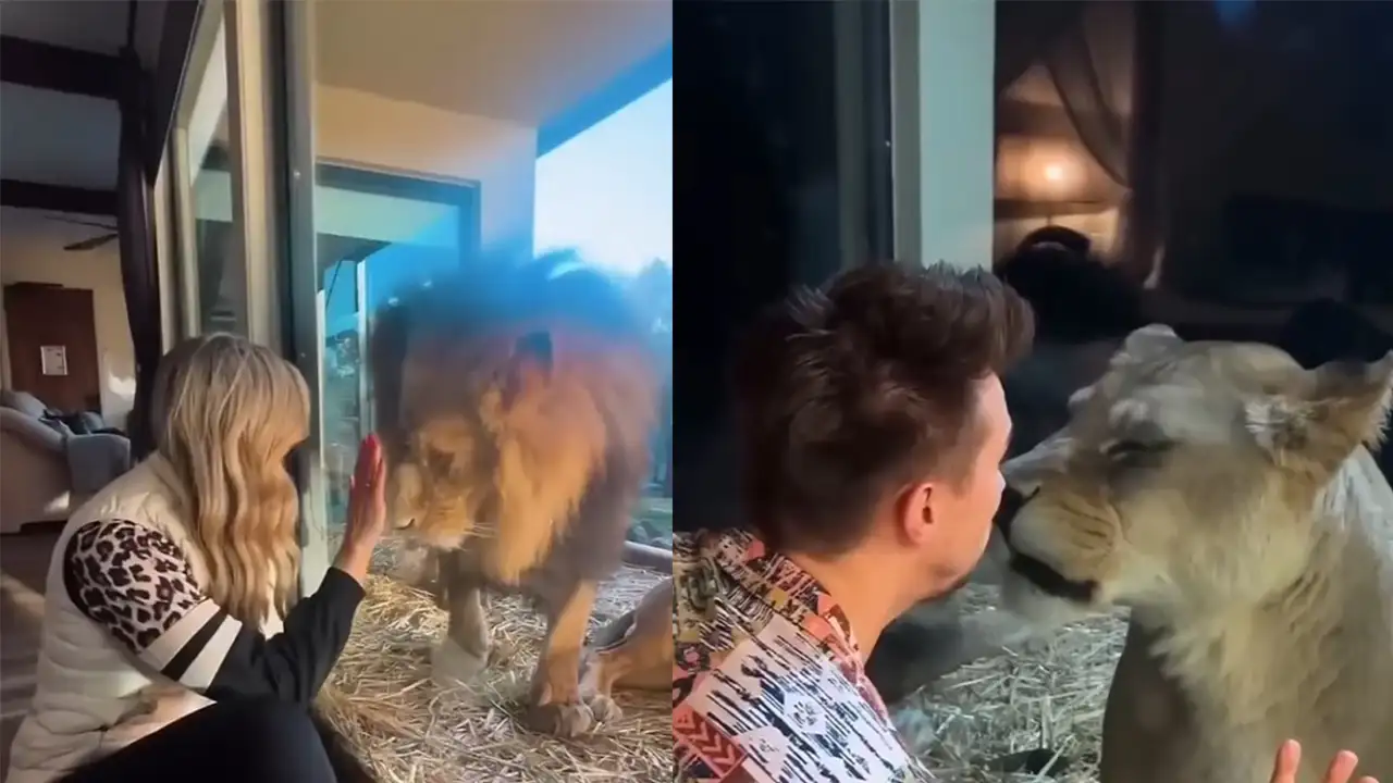 Отель Jamala Wildlife Lodge.