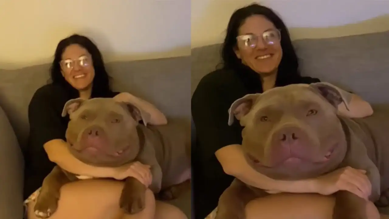 Булли Туктук.