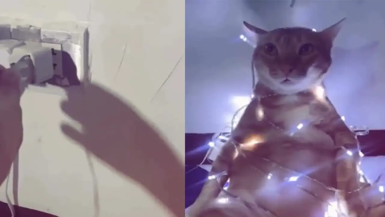 Кот-новогодняя елка.