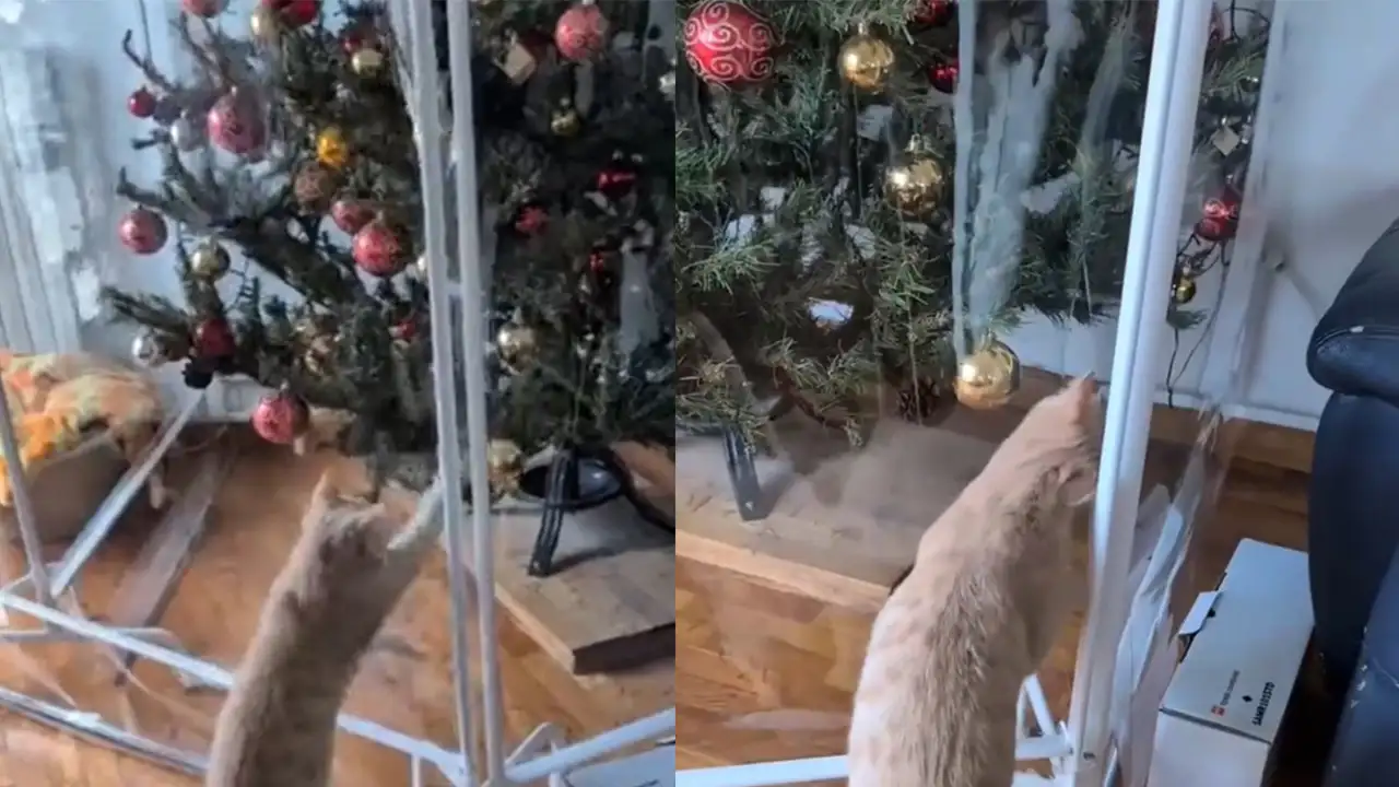 Обзор на ограждение для елки.