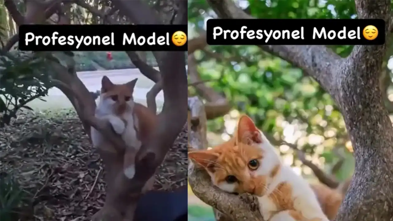 Кошка-модель.