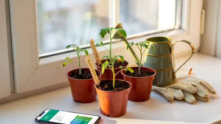 Садоводство для тех, у кого пропадали даже кактусы: гид для новичков