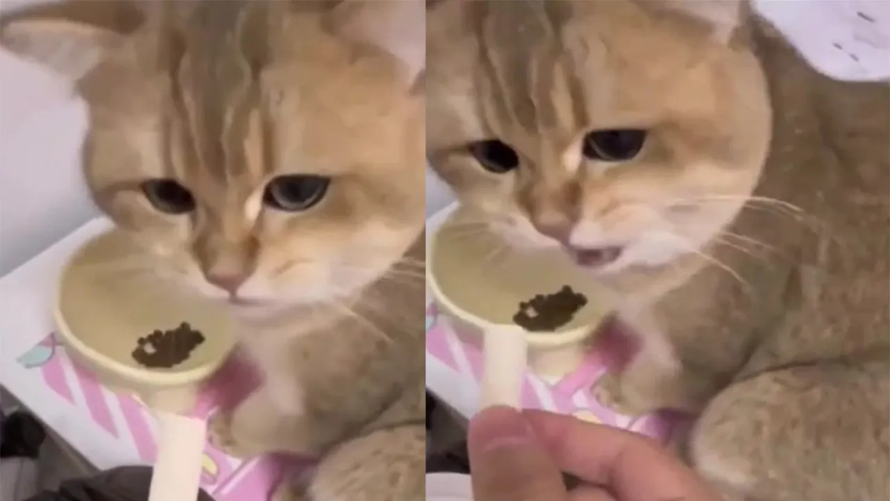 Котейка не может сделать выбор.